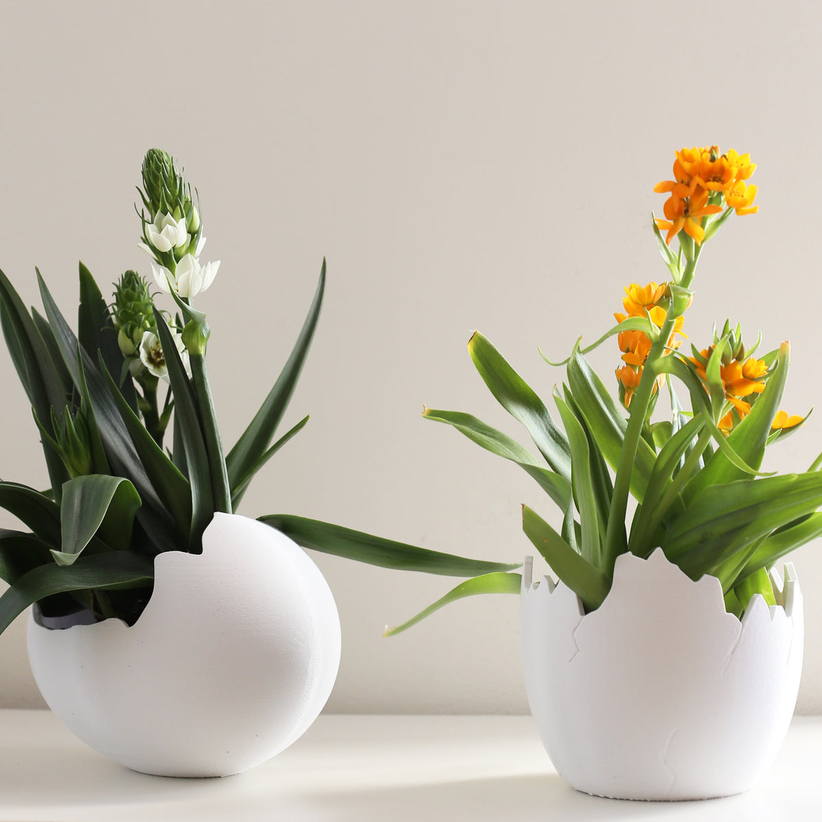 Egg planter shown empty from above.