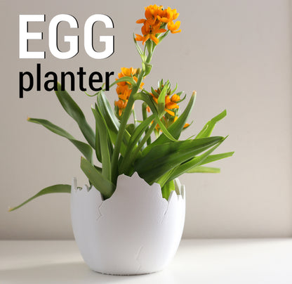Egg planter shown with a succulent inside.