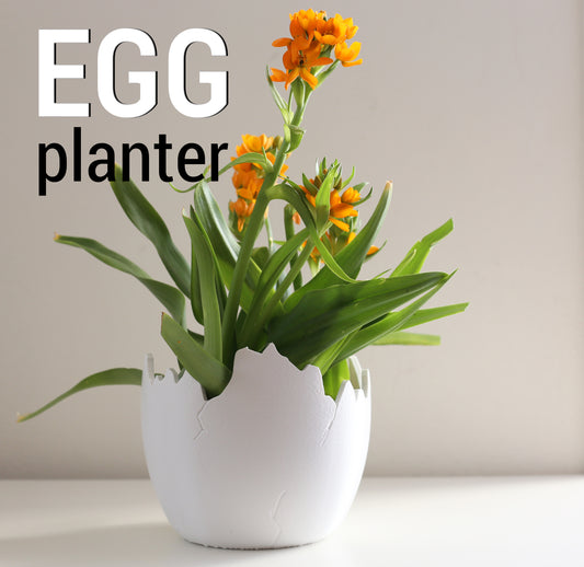 Egg planter shown with a succulent inside.